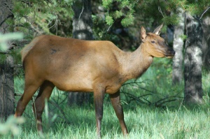 Wapiti hert | Wells Gray Provincial Park BC