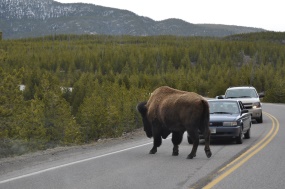 een bison op de weg | West Yellowstone