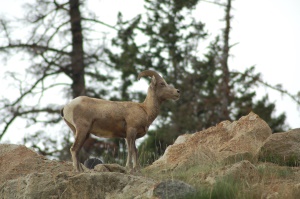 Dikhoornschaap (Bighorn Sheep) | Yoho National Park